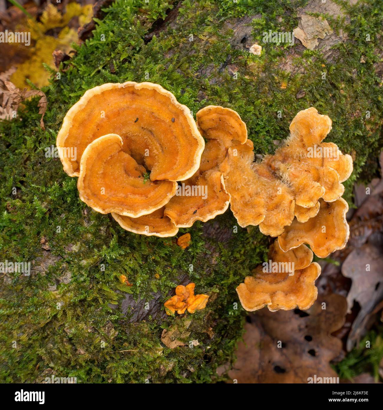 El hongo de la escuadra del crujido de cortina peludo (Stereum hirsutum) que crece en el tronco muerto del árbol cubierto de musgo, Cumbria, Inglaterra, Reino Unido Foto de stock
