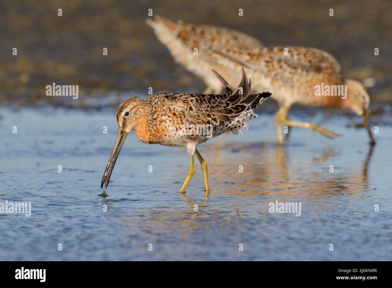 Los dowitchers de pico corto (Limnodromus griseus) que alimentan en el pantano de marea, Galveston, Texas, EE.UU. Foto de stock