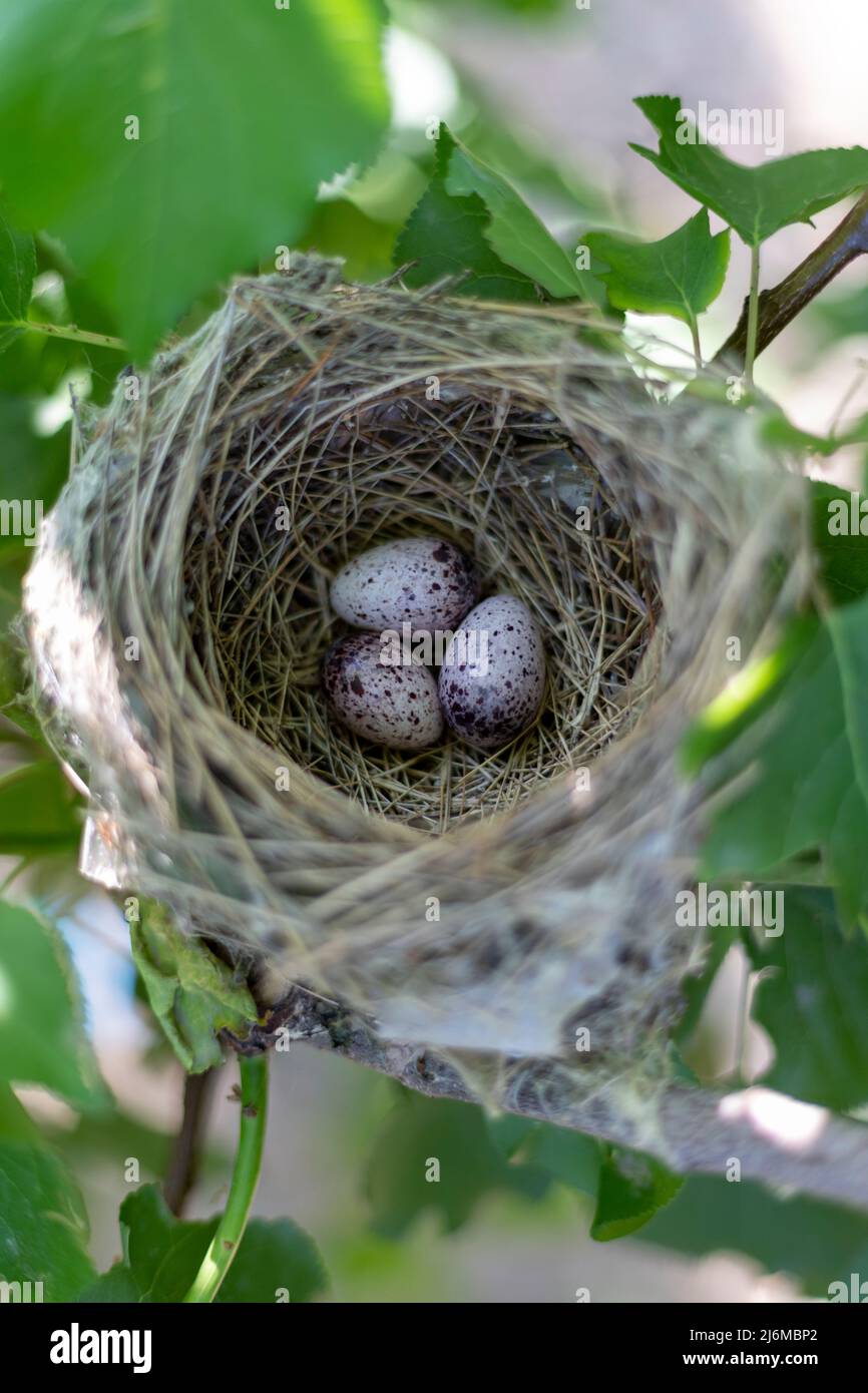 Nido de aves con tres huevos en una rama de árbol Foto de stock