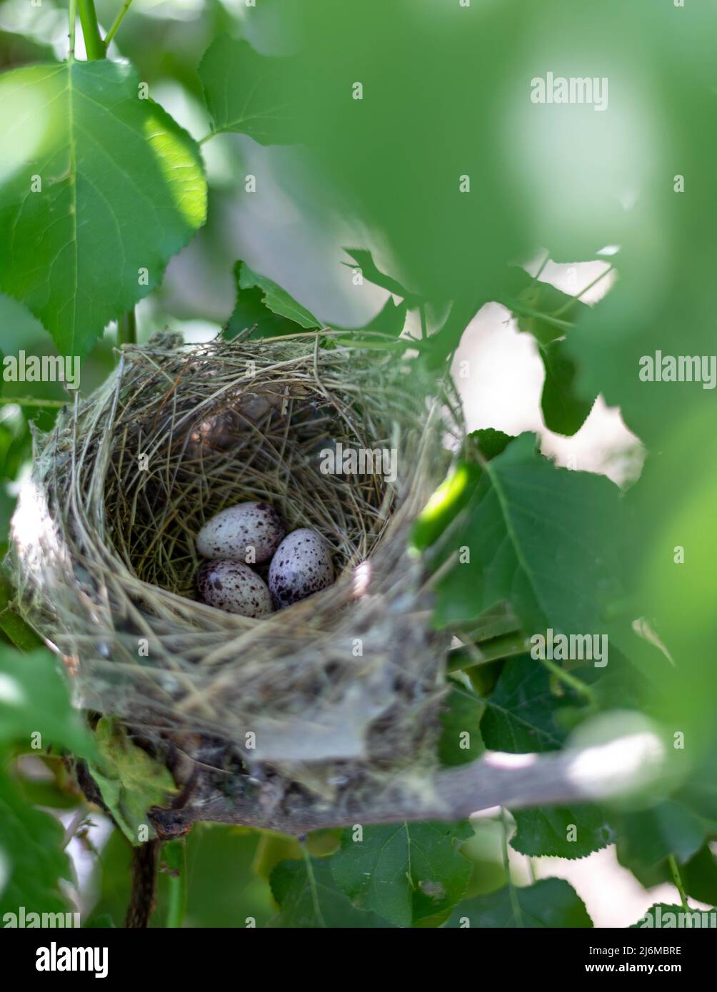 Huevos en un nido de pájaros en un árbol Foto de stock