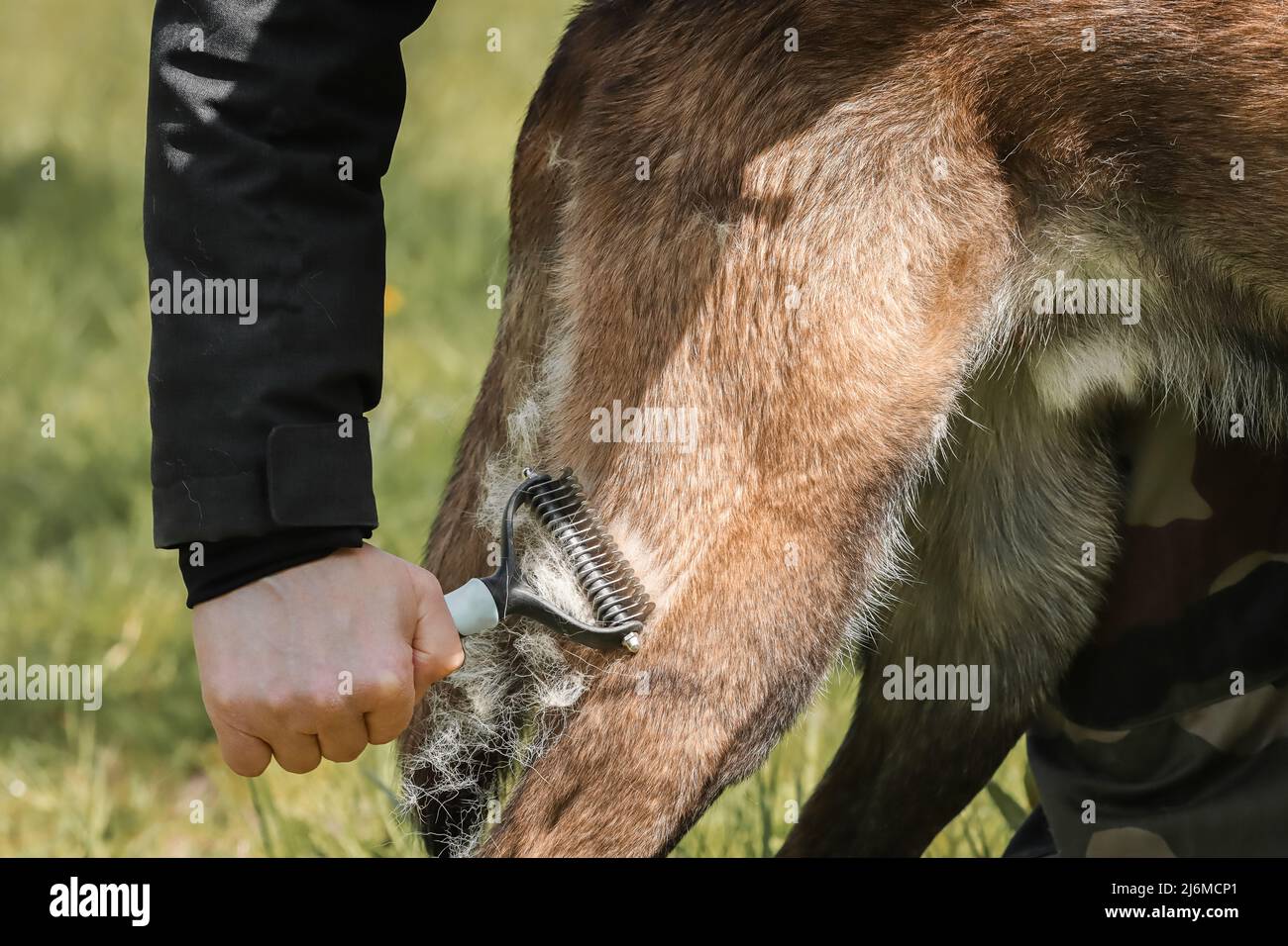 cepillando el perro pastor belga malinois moldeando el mantenimiento de la capa de la pérdida del pelo del invierno Foto de stock