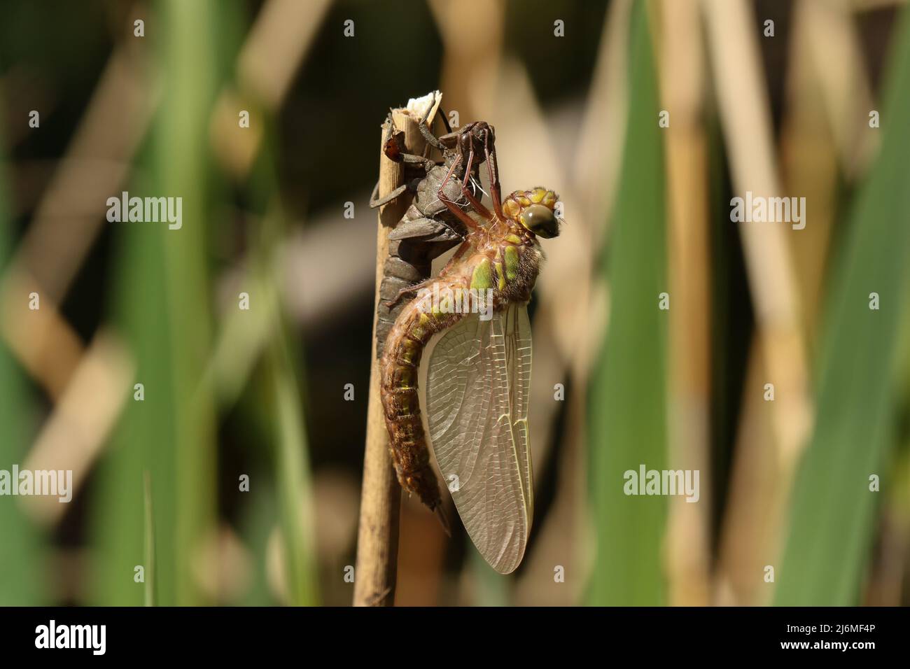 Una libélula peluda, Brachytron pratense, sosteniendo sobre su exuda, el caso larval que se acaba de salir de en una caña en el banco de un estanque. Foto de stock