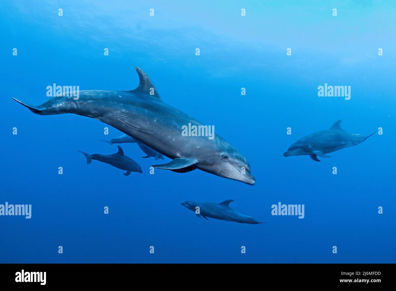 Un grupo de delfines nariz de botella (Tursiops truncatus), en aguas azules, Socorro, México, Océano Pacífico, América Foto de stock