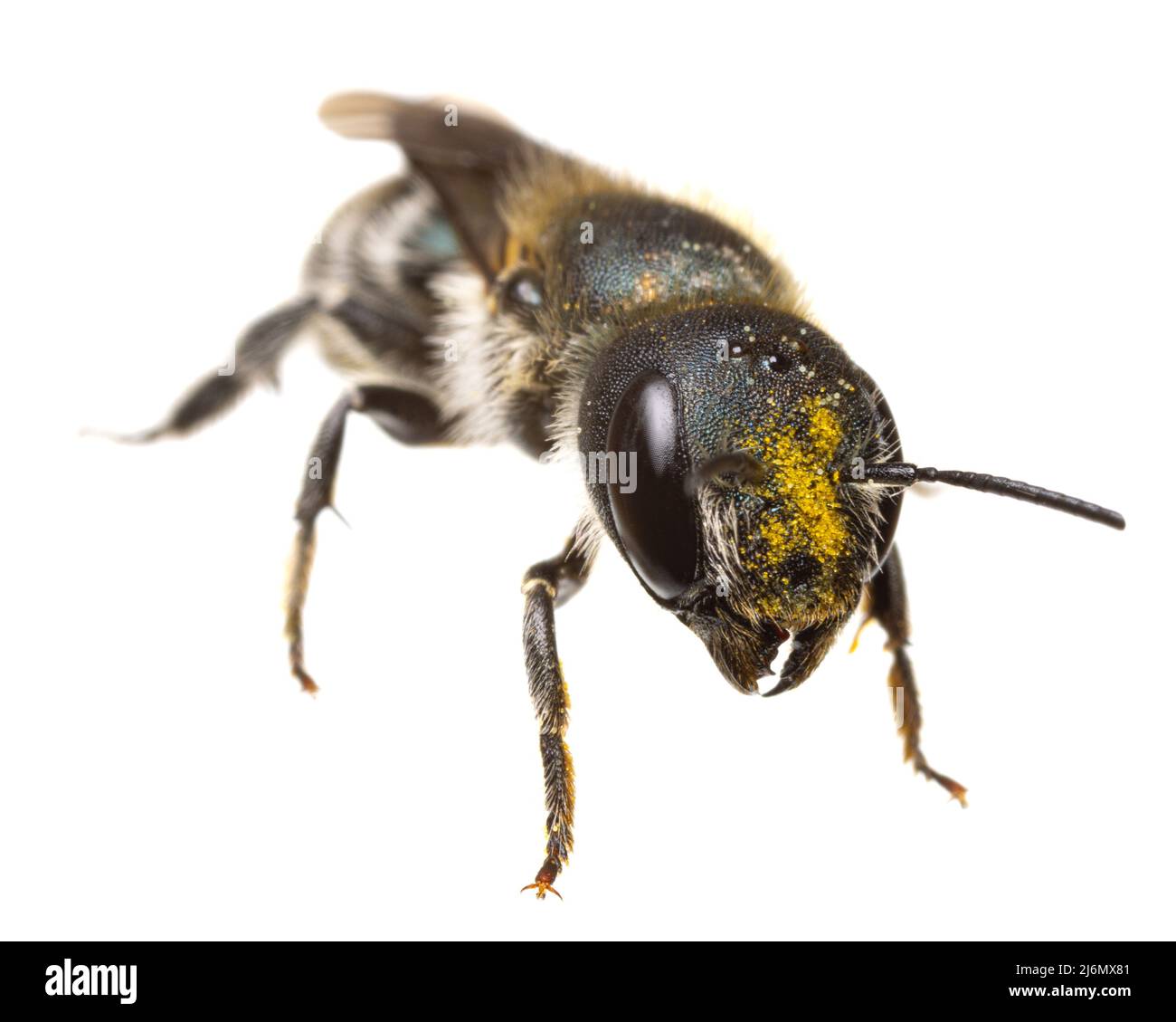 Insectos de europa - abejas: Vista frontal - cabeza con polen de la hembra Osmia caerulescens abeja de albañil azul (alemán Stahlblaue Mauerbiene) aislado sobre blanco Foto de stock
