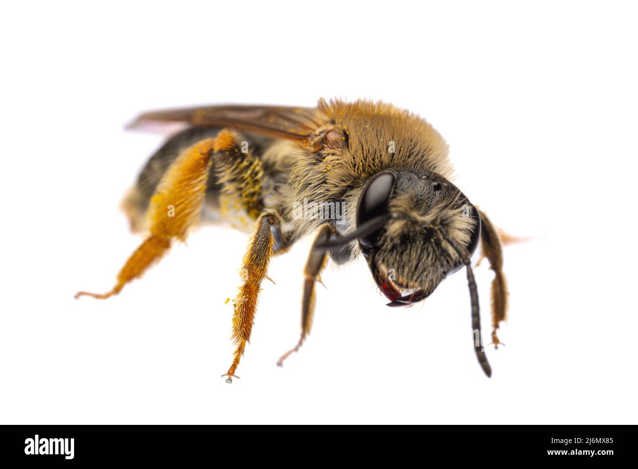 Insectos de europa - abejas: Macro de vista frontal de la hembra Andrena hemorroa (alemán Rotschopfie Sandbiene) aislado sobre fondo blanco mirando a la c Foto de stock