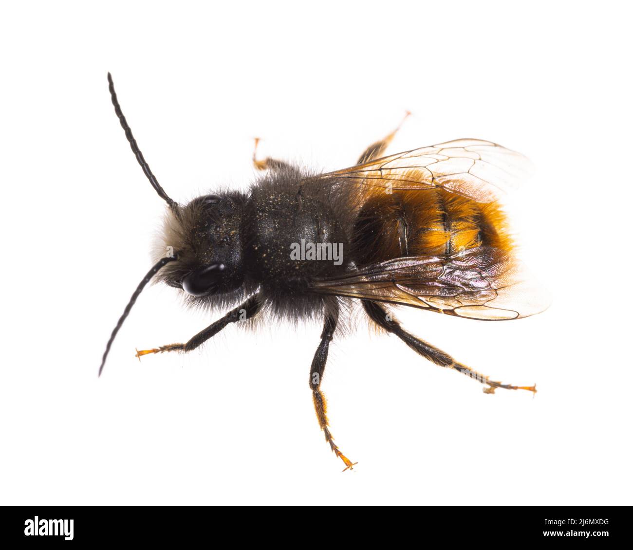 Insectos de europa - abejas: Macho Osmia cornuta Abeja de huerto europeo (german Gehoernte Mauerbiene) aislada sobre fondo blanco Foto de stock