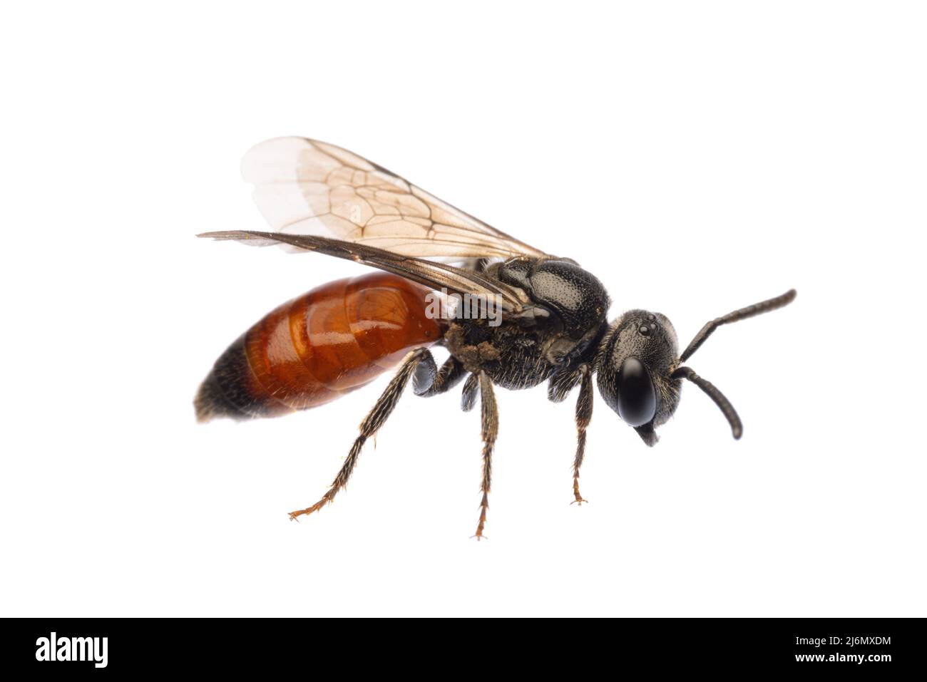 Insectos de europa - abejas: Vista lateral de la sangre de abejas Especodos (blutbiene alemán) aislados sobre fondo blanco Foto de stock