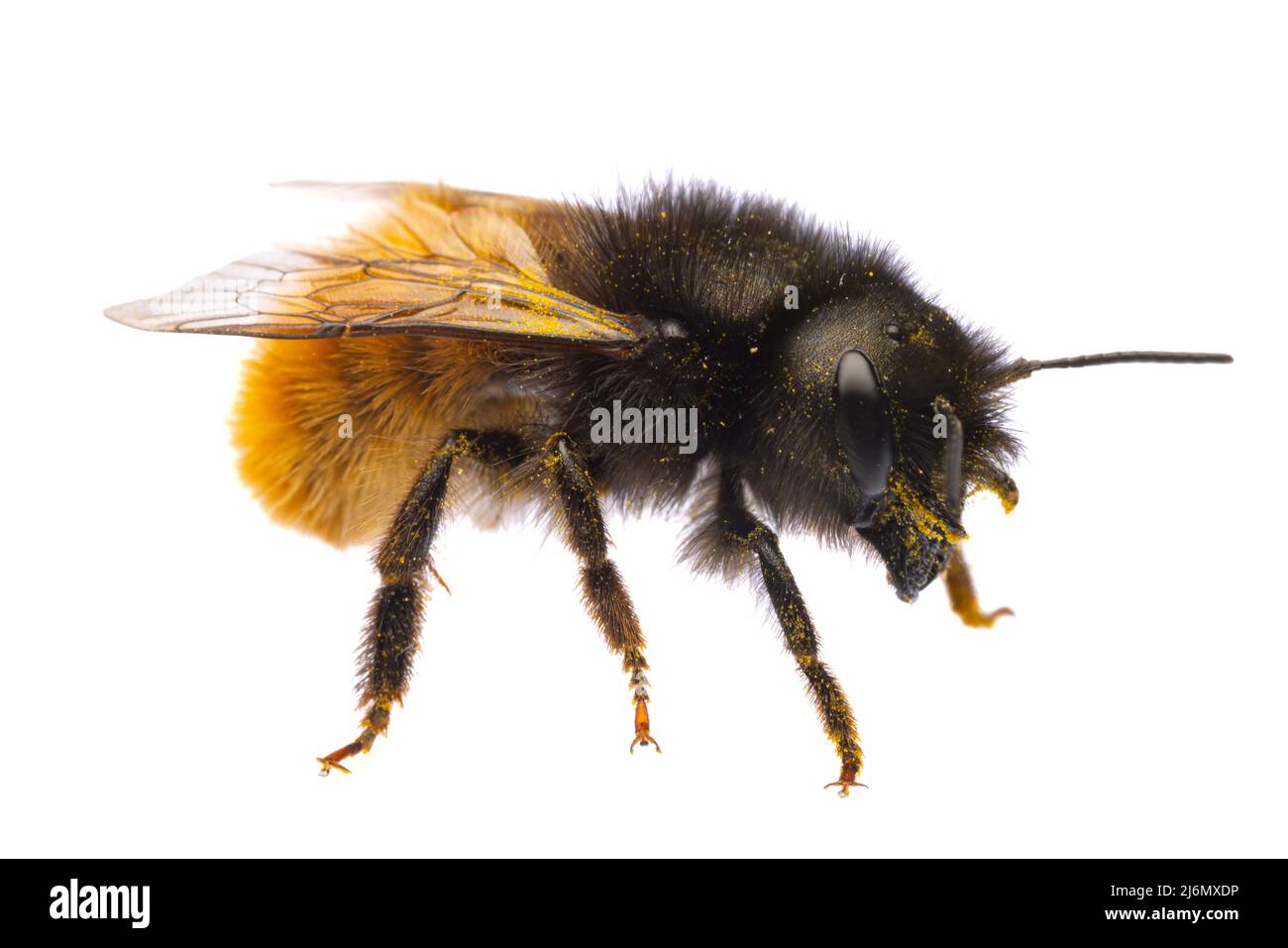 Insectos de europa - abejas: Macro vista lateral de la hembra Osmia cornuta Abeja de huerta europea (gehoernte Mauerbiene alemán) aislada sobre fondo blanco Foto de stock