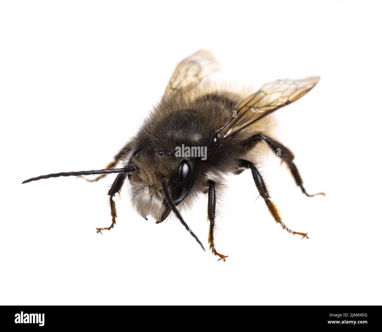 Insectos de europa - abejas: Vista diagonal de la abeja huerta europea (gehoernte Mauerbiene alemán) masculina de Osmia cornuta aislada sobre fondo blanco Foto de stock