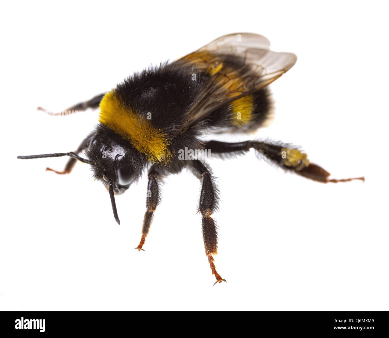 Insectos de europa - abejas: Macro de vista diagonal de abejorros femeninos (complejo Bombus lucorum ) aislados sobre fondo blanco Foto de stock
