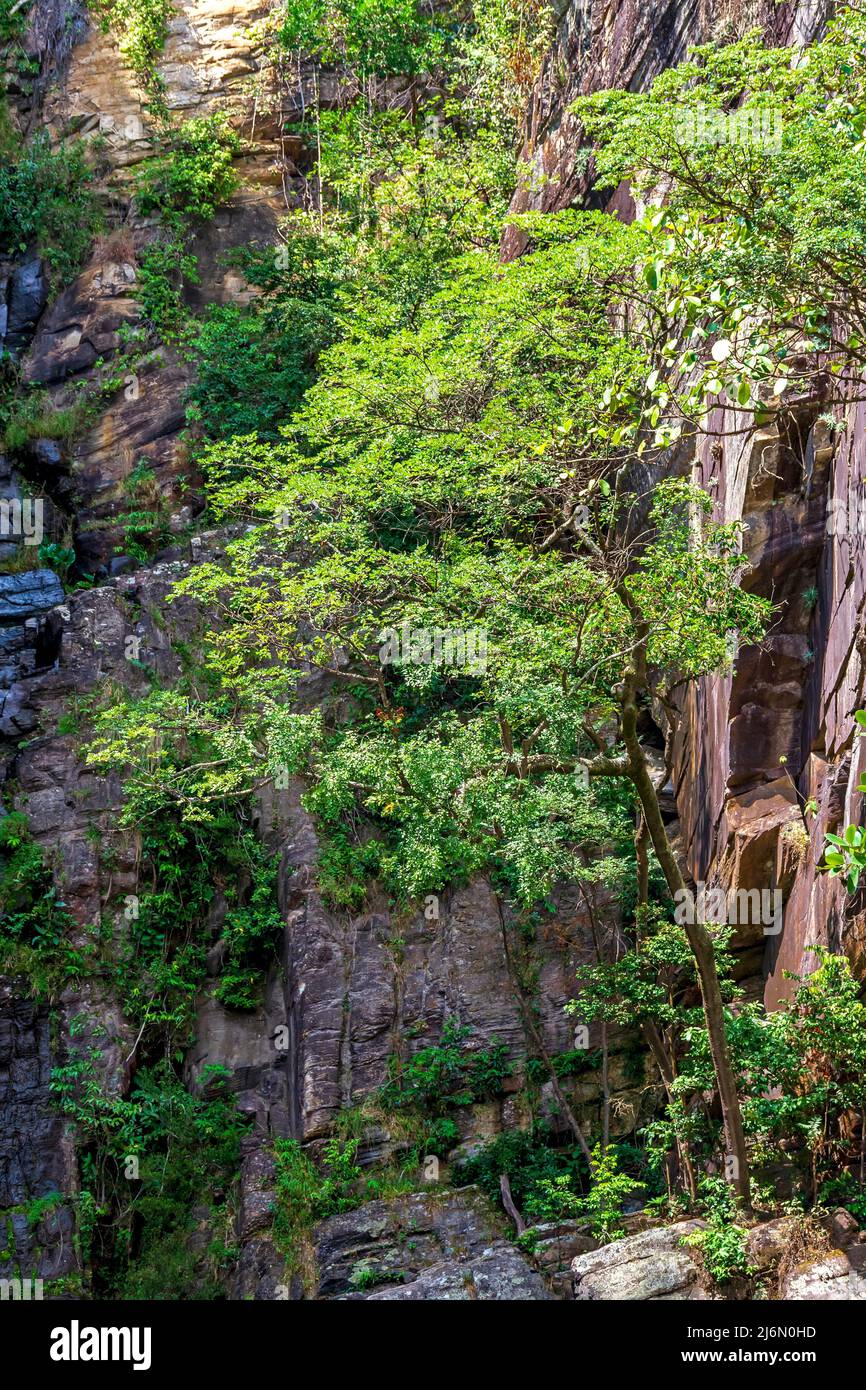 Vegetación forestal que se mezcla con las rocas en una ladera rocosa en la región del bioma del cerrado brasileño (sabana) en la Serra do CIPO en el estado de Minas Foto de stock