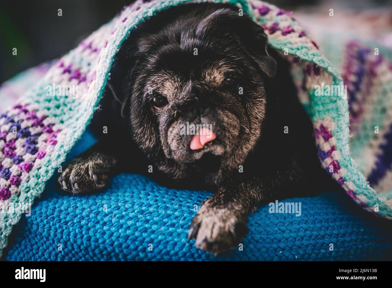 Lindo perrito pug con gorro de fiesta azul y la bocina y signo de madera  verde con texto feliz fin de semana, aislado sobre fondo blanco Fotografía  de stock - Alamy