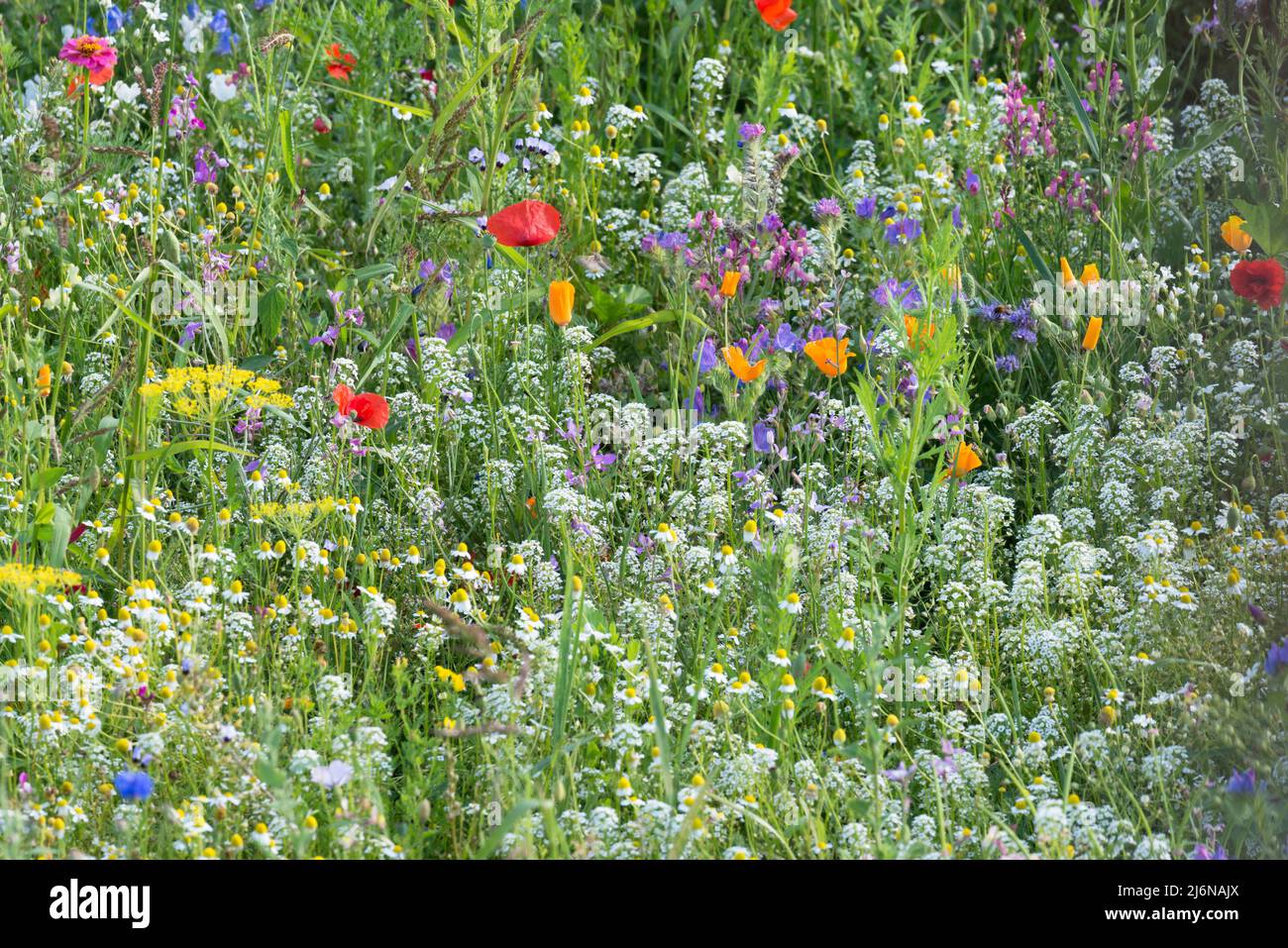 Jardín flores silvestres, Bélgica Foto de stock