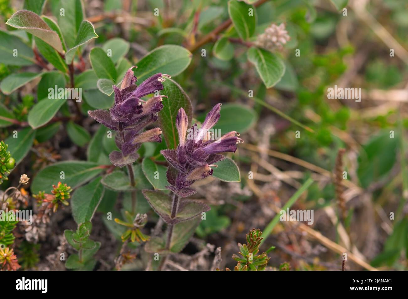 Bartsia alpina, Fiordo de Qarasuk, Groenlandia, Dinamarca Foto de stock