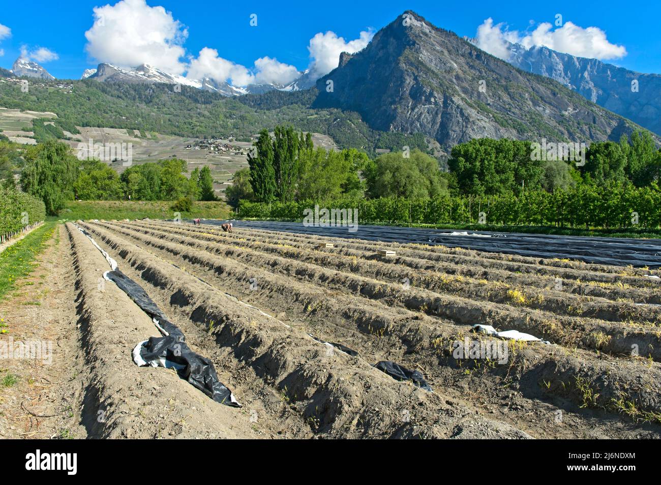 Campo de espárragos de la empresa agrícola Philfruits en el valle del Ródano, Riddes, Valais, Suiza Foto de stock