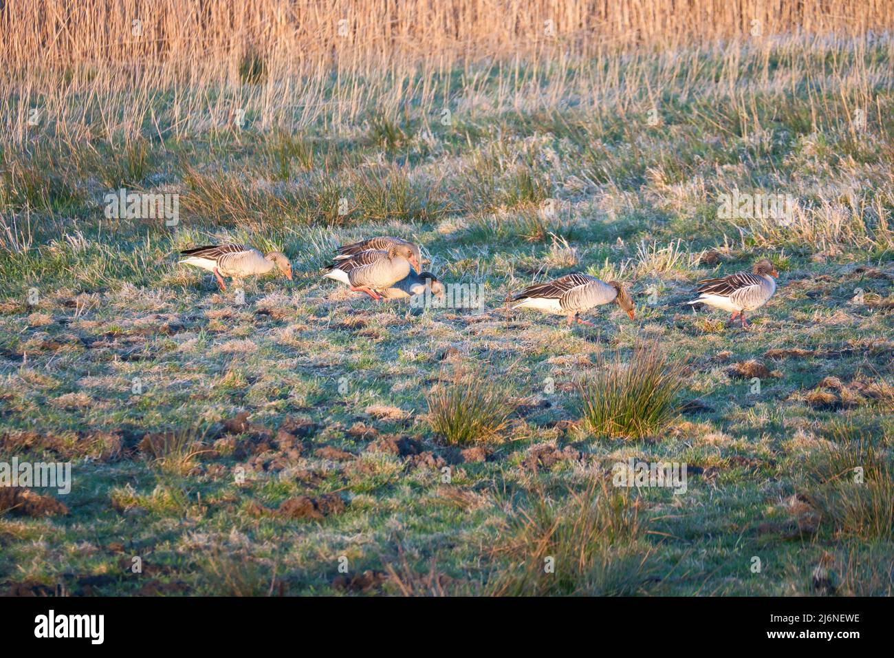 Gansos salvajes en un prado al atardecer en la atmósfera de la noche. Aves migratorias en Zingst en las Darss. Observaciones animales y registro de aves Foto de stock