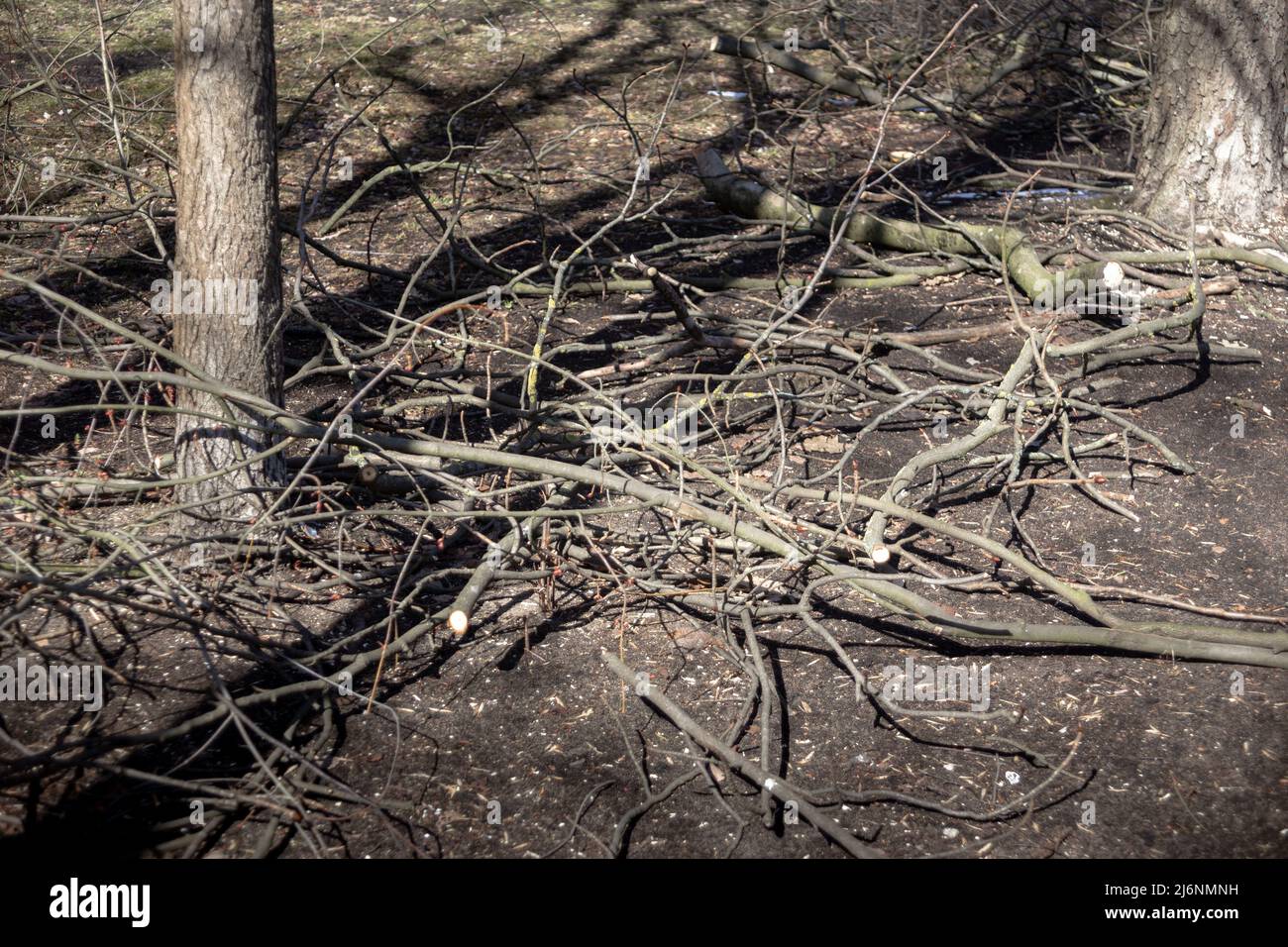 Ramas de árboles aserrados que yacen en el suelo Foto de stock