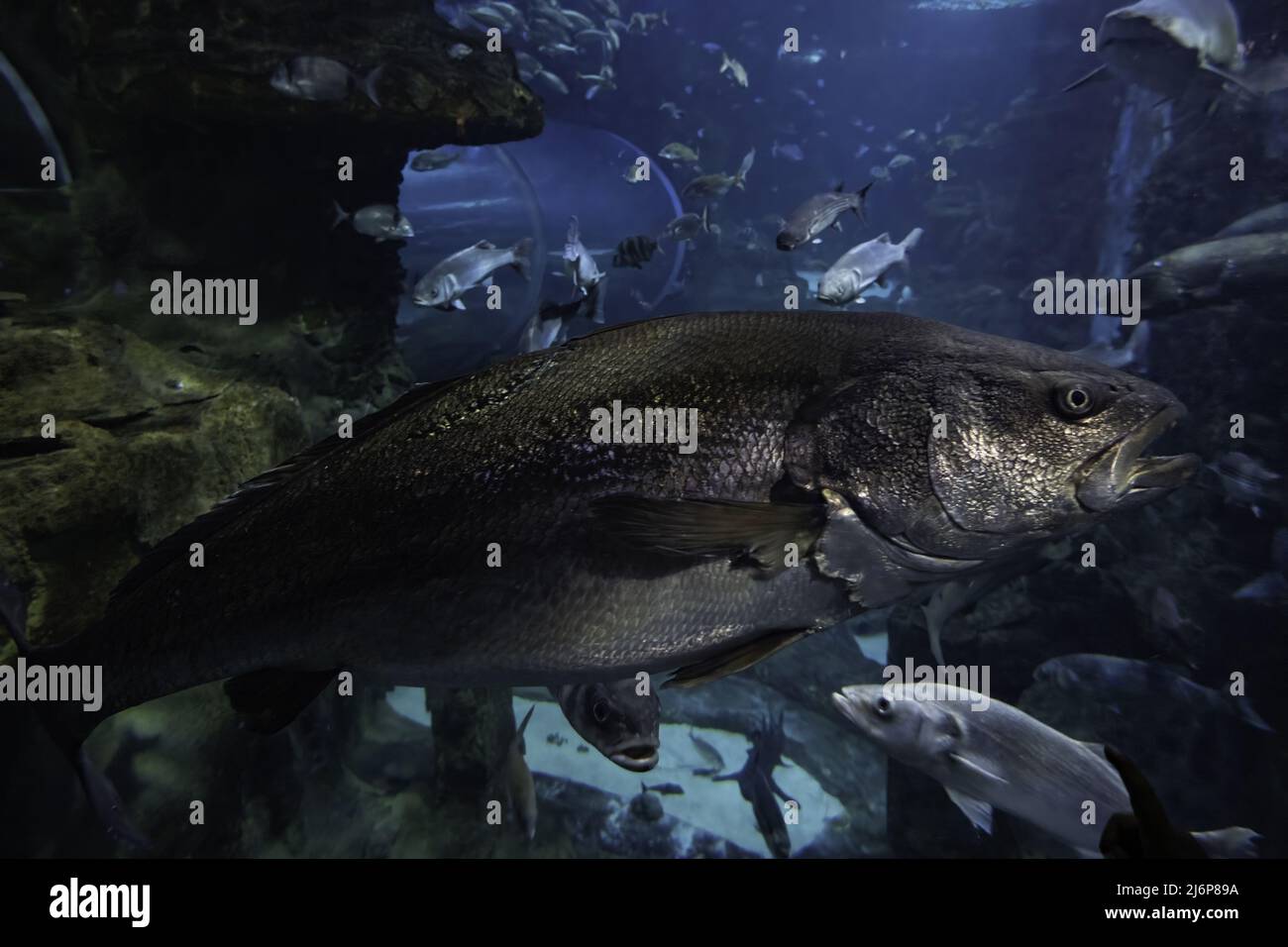 Detalle de peces salvajes en el mar, fauna marina en extinción Foto de stock