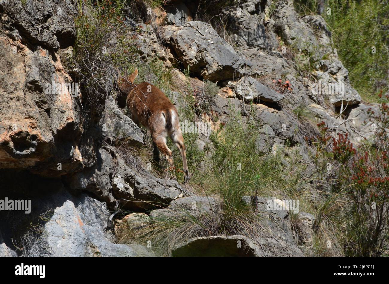 Un joven ibex ibérico (Capra pyrenaica hispanica) en las montañas del macizo de Caroig, Comunidad Valenciana (este de España) Foto de stock