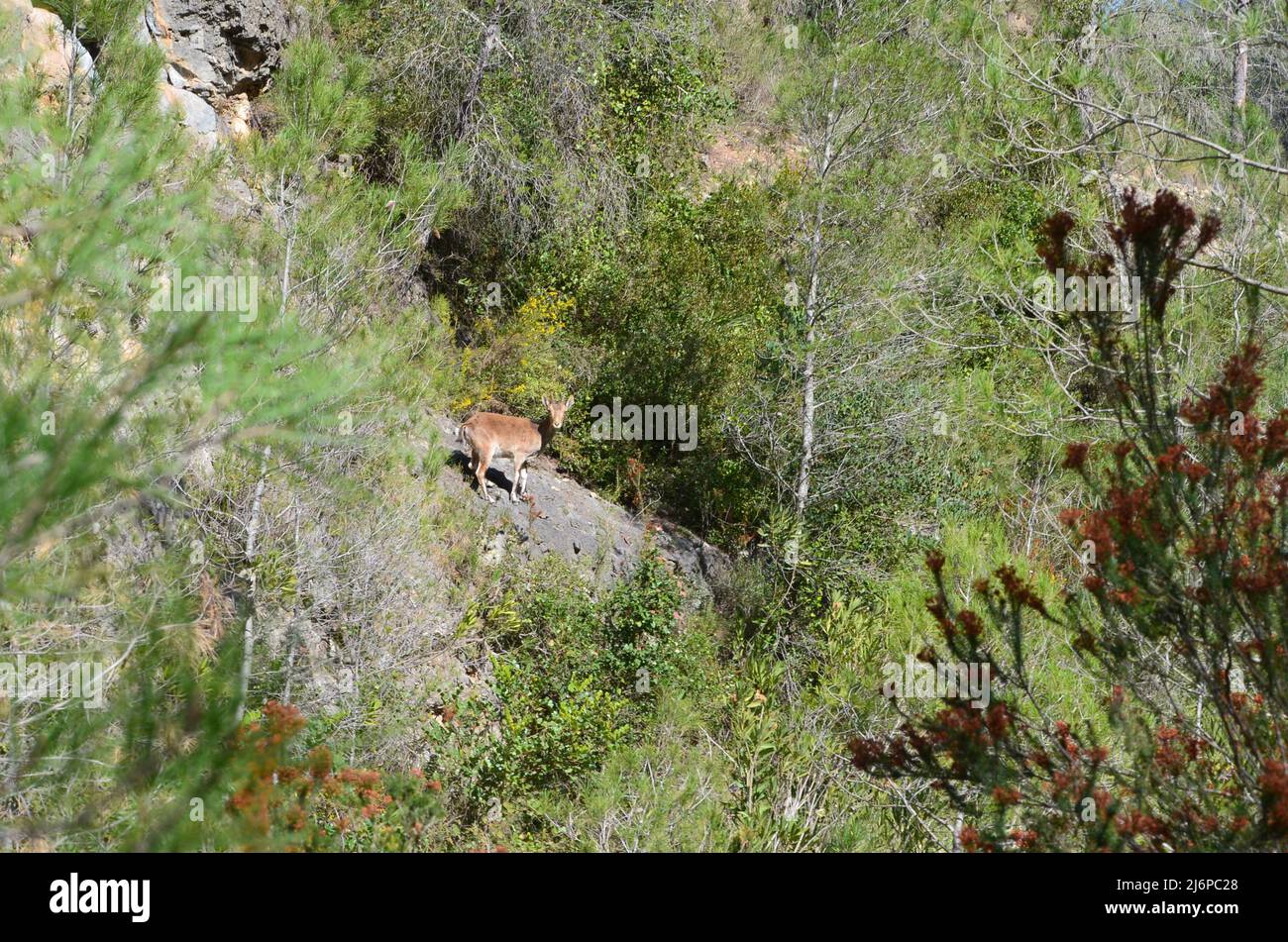 Un joven ibex ibérico (Capra pyrenaica hispanica) en las montañas del macizo de Caroig, Comunidad Valenciana (este de España) Foto de stock