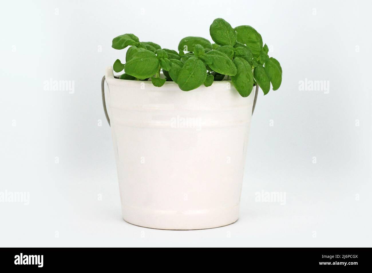 Planta de albahaca en olla de cerámica sobre fondo blanco. Imagen de estudio. Foto de stock