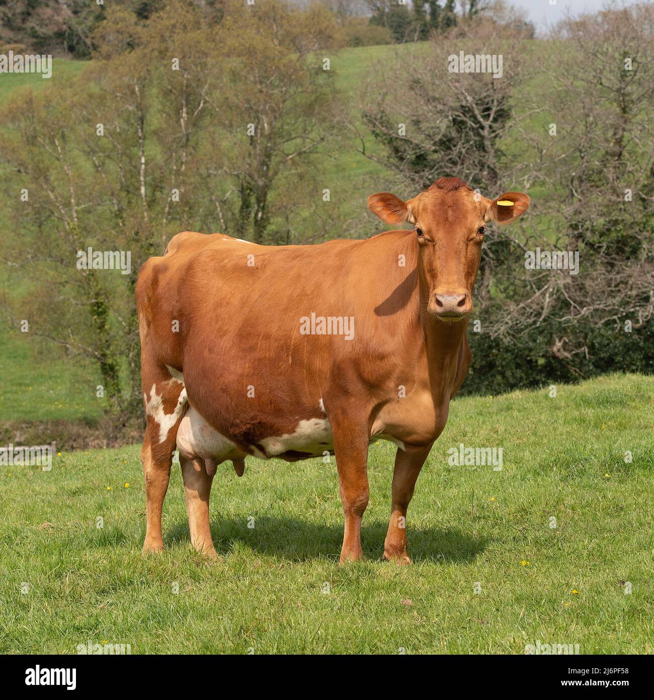 vaca Foto de stock