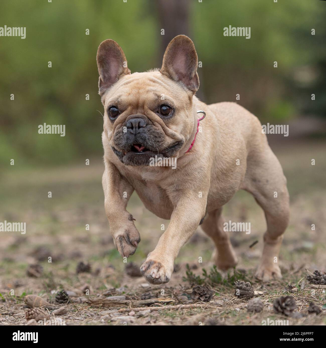 harto Diplomacia Clavijas Running french bulldog fotografías e imágenes de alta resolución - Alamy