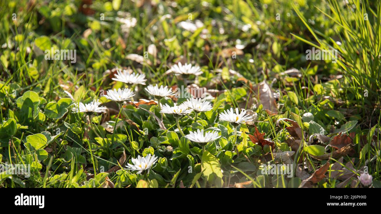 el primer plano extremo de las pequeñas flores blancas de margaritas en un prado soleado en primavera Foto de stock