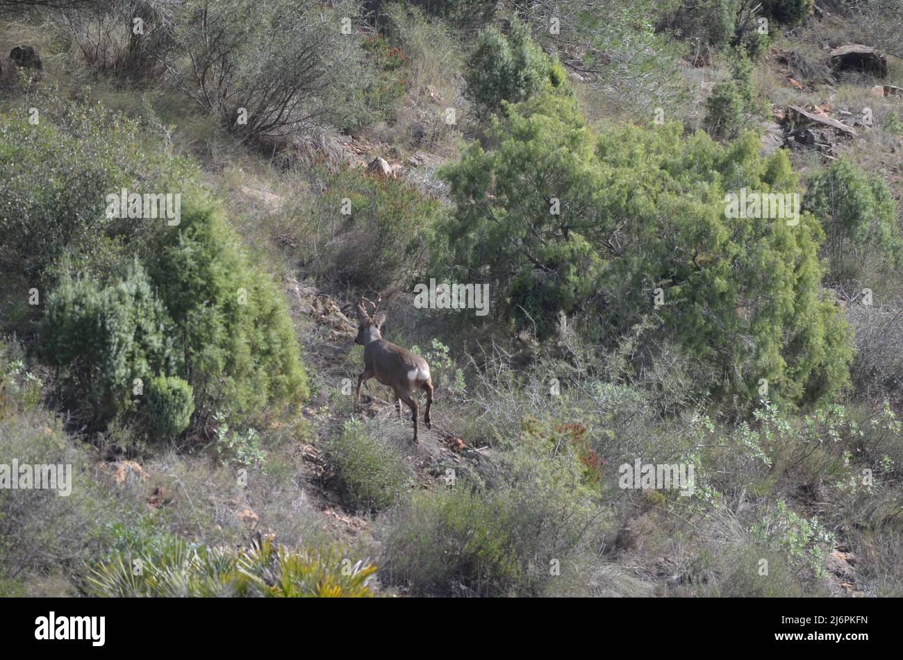 Un corzo (Capreolus capreolus) en las montañas del parque natural Serra Calderona, Comunidad Valenciana (este de España) Foto de stock