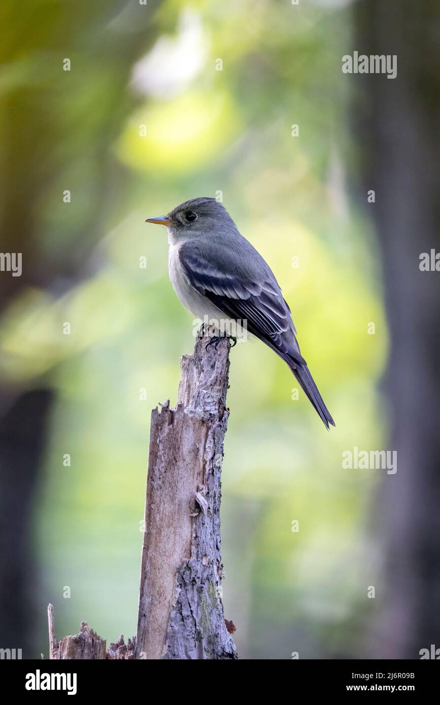 Eastern Wood Pewee (Contopus virens) - Brevard, Carolina del Norte, Estados Unidos Foto de stock