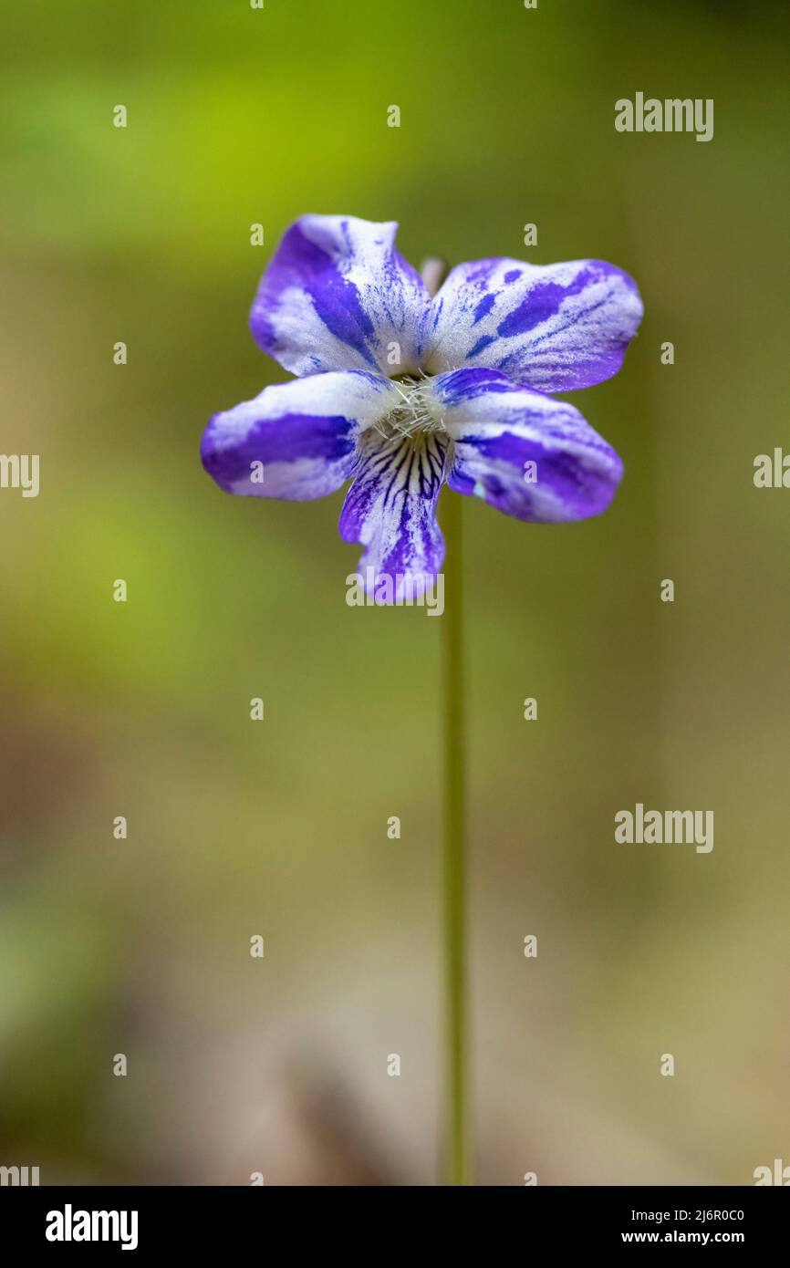 Especies de Viola (Familia Violeta) - Hendersonville, Carolina del Norte, Estados Unidos Foto de stock