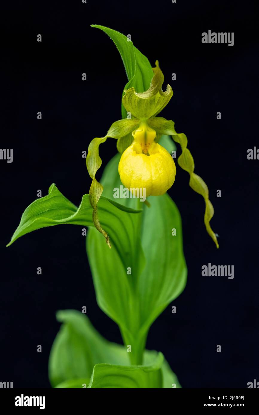 Orquídea zapatilla grande de dama amarilla (Cypripedium parviflorum) - Hendersonville, Carolina del Norte, Estados Unidos Foto de stock