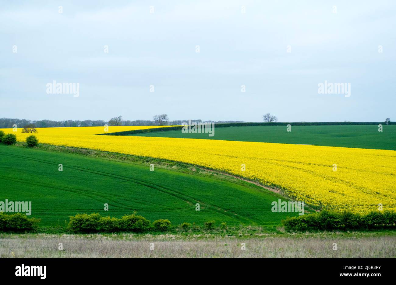 Colza amarilla tallando su camino sobre las tejas de Lincolnshire. Foto de stock