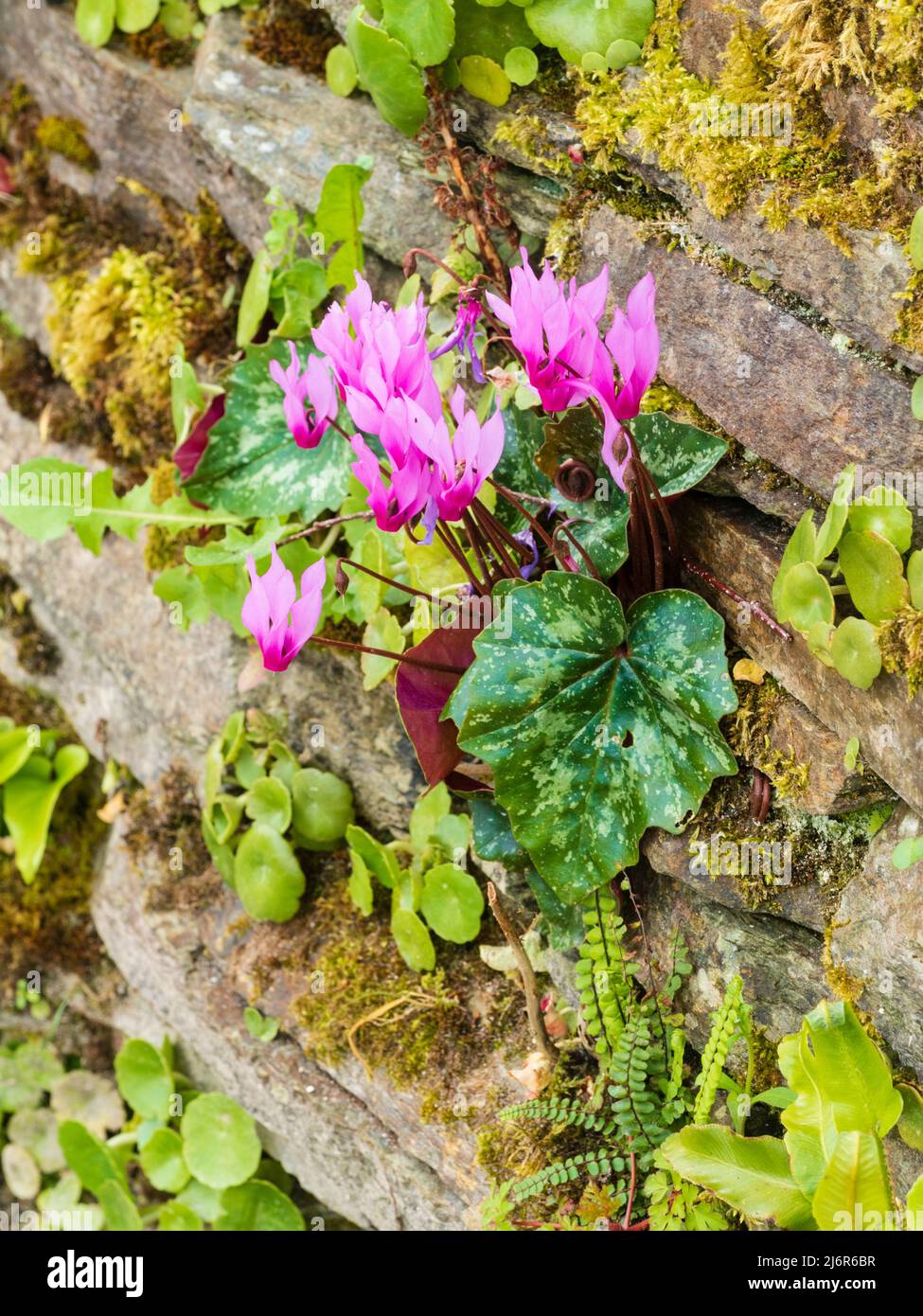 Pan de sowbread de primavera, Cyclamen repandum de flor rosa, creciendo en una grieta en una antigua pared de jardín de piedra seca Foto de stock