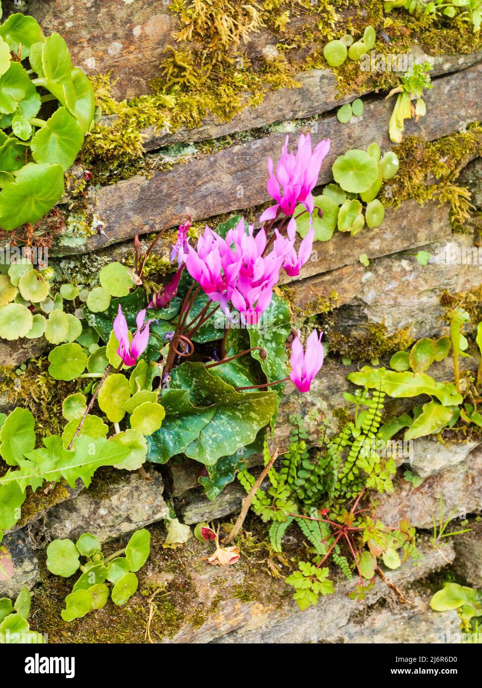 Pan de sowbread de primavera, Cyclamen repandum de flor rosa, creciendo en una grieta en una antigua pared de jardín de piedra seca Foto de stock