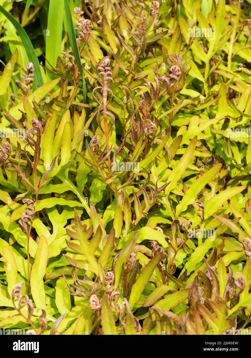 Nuevas frondas de primavera bronceadas y verdes del helecho sensible norteamericano Onoclea sensibilis Foto de stock