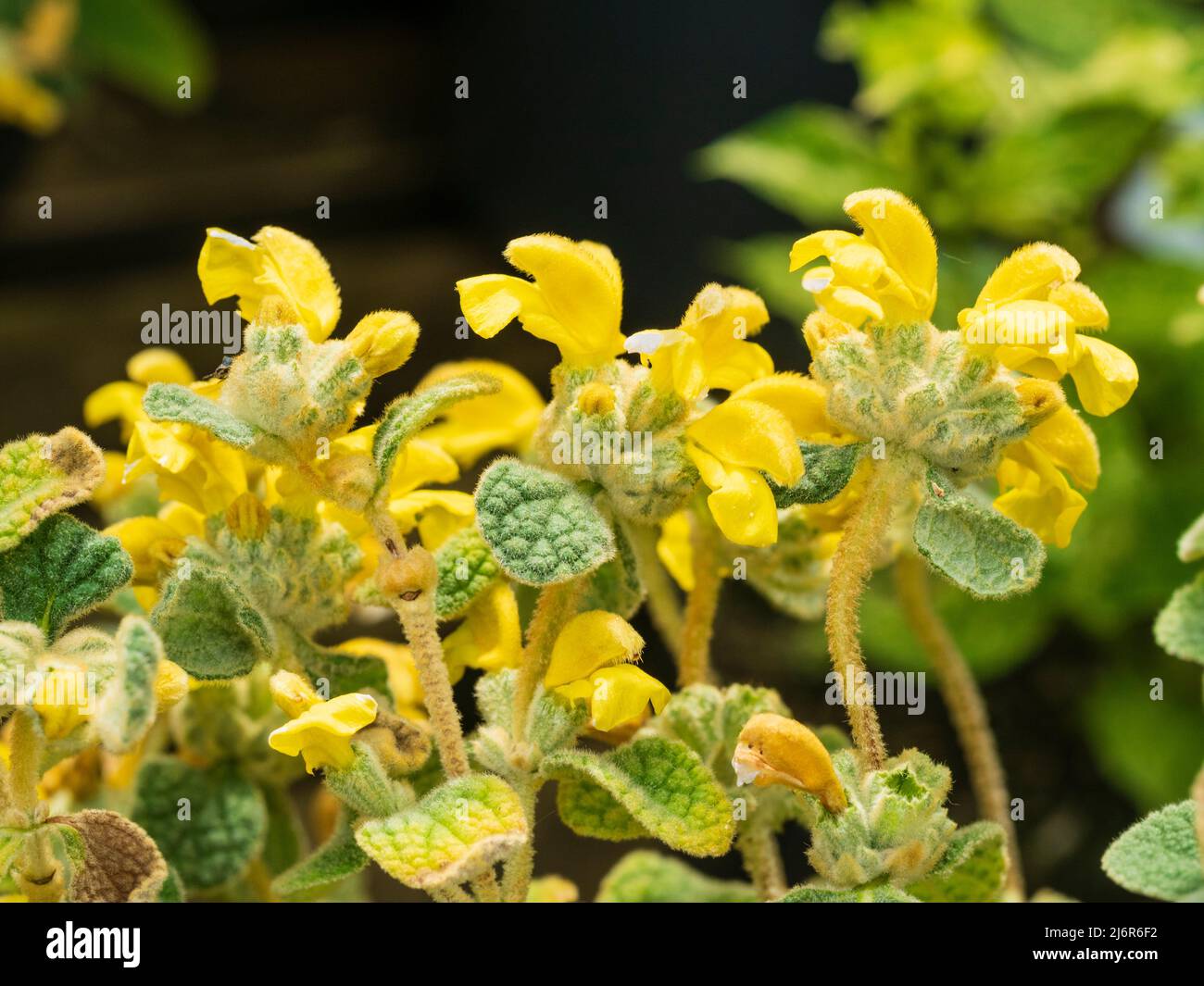 Flores amarillas y salvia como el follaje de la floración larga, arbusto endémico de Cretan, salvia de losa de Jerusalén, Phlomis lanata Foto de stock