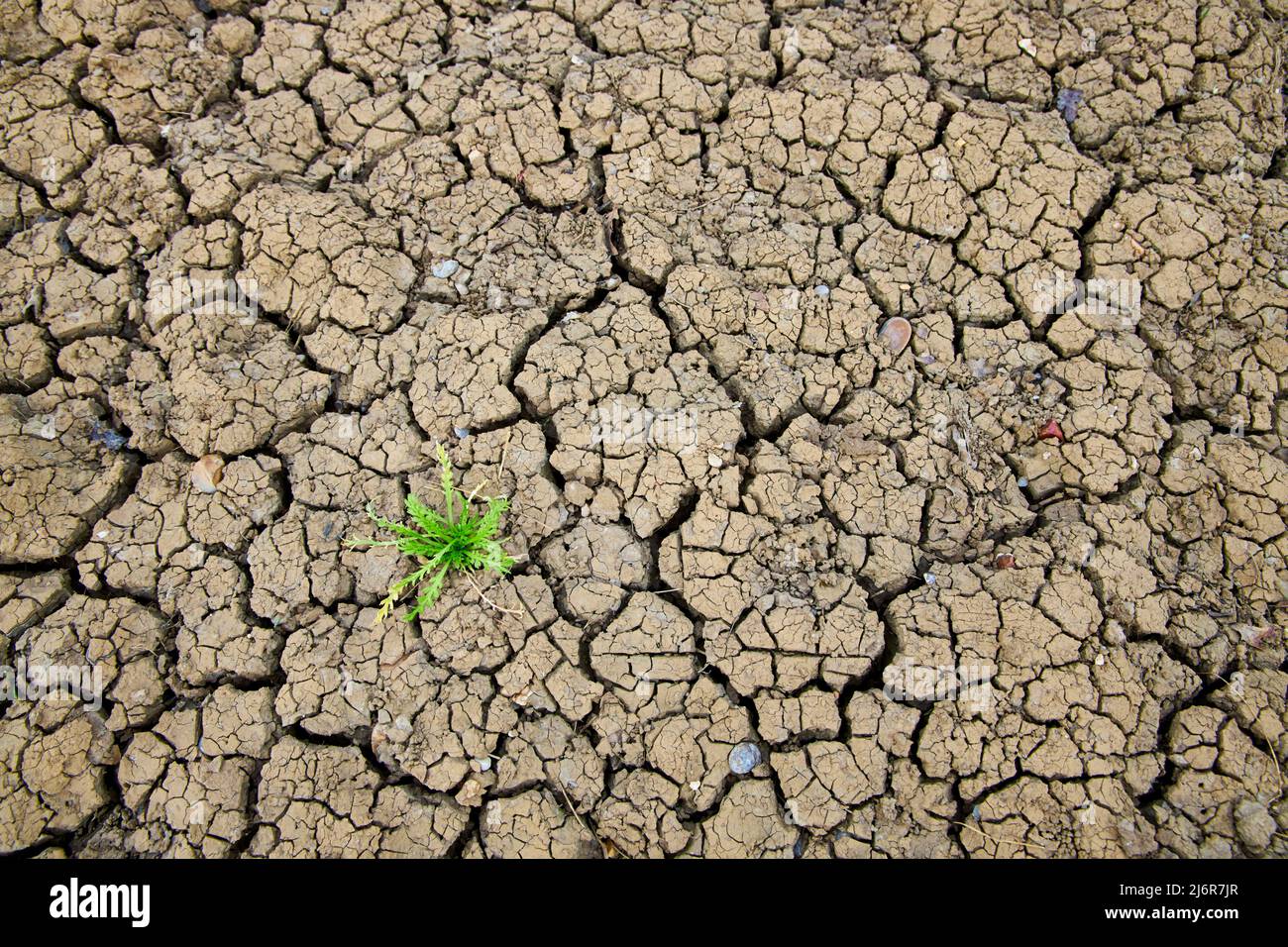 Maleza verde en tierras secas Foto de stock