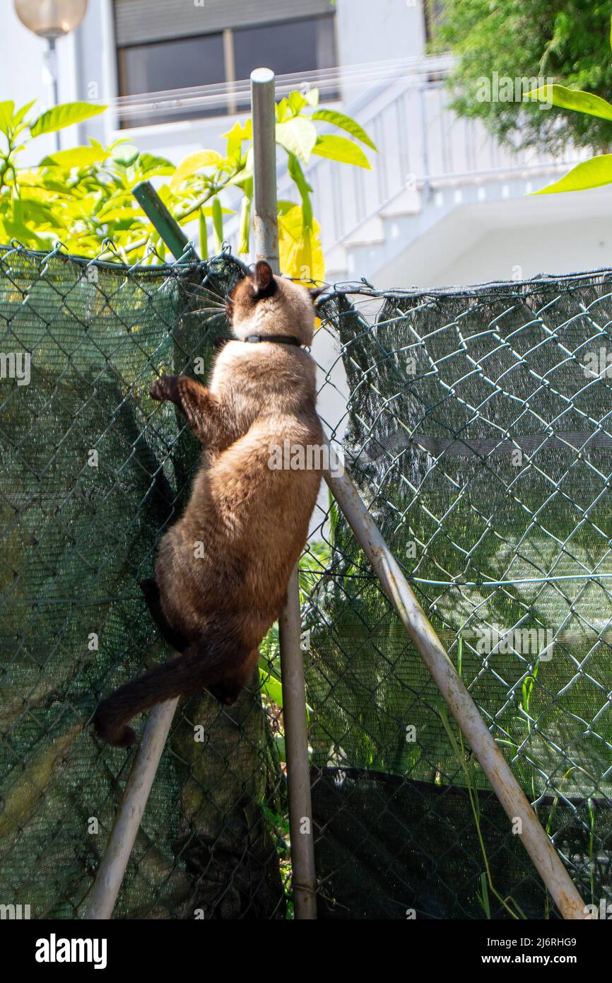 Nacional siamese gato escapando propietarios propiedad, gato trepando cerca para escapar de los propietarios. Paseos Cat. Foto de stock