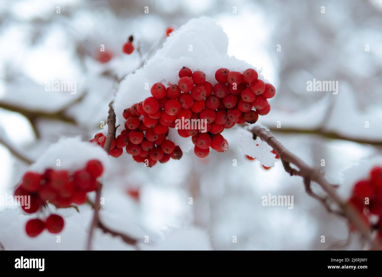 Rowan árbol bajo la nieve. Ramal rojo de rowan cubierto con la primera nieve de invierno. Un montón de ceniza roja de montaña bajo la nieve. Rowan manojo bajo la nieve. Primer plano, enfoque suave Foto de stock