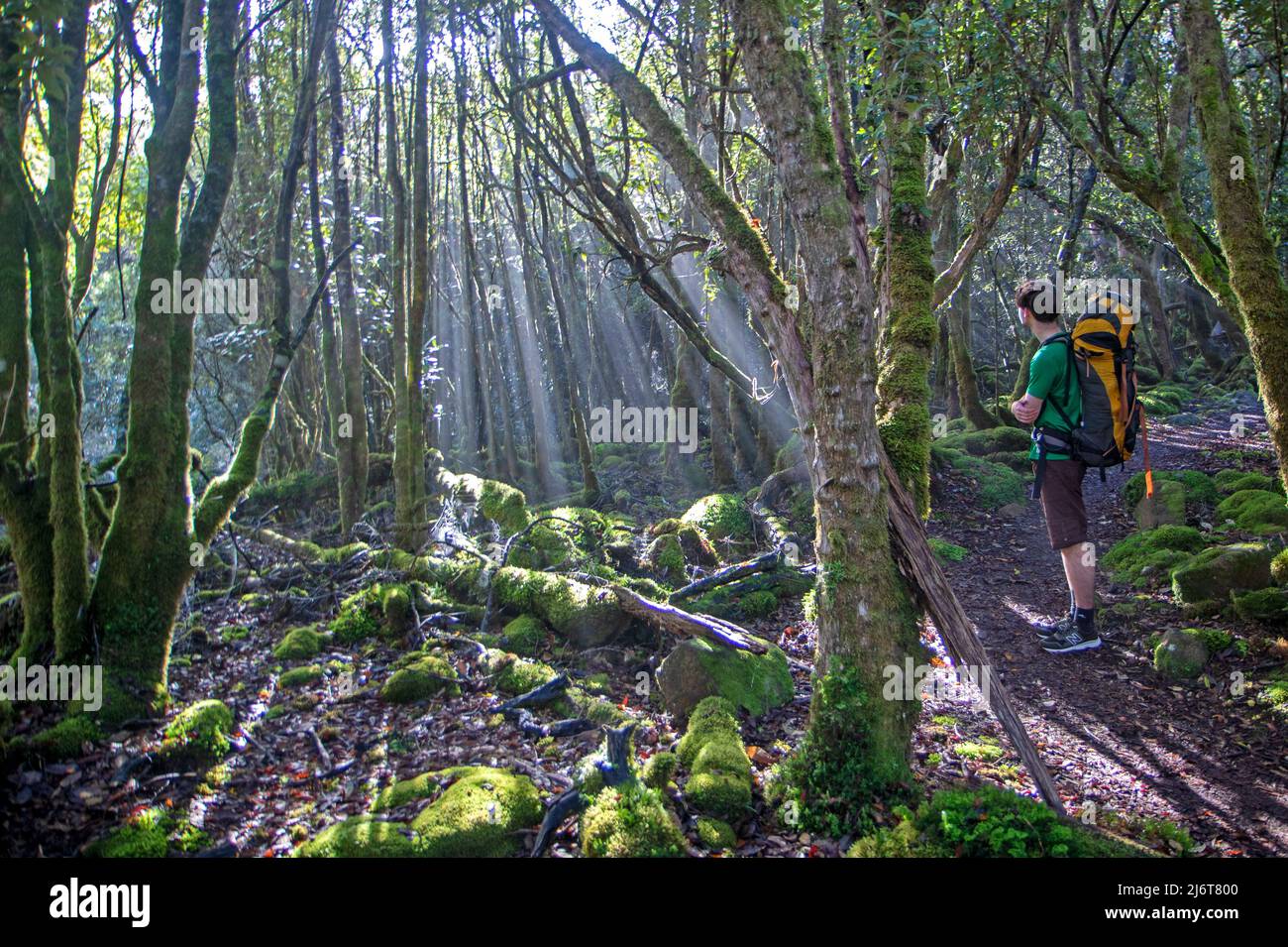 Hiker en Mt Fortescue en el Three Capes Track Foto de stock