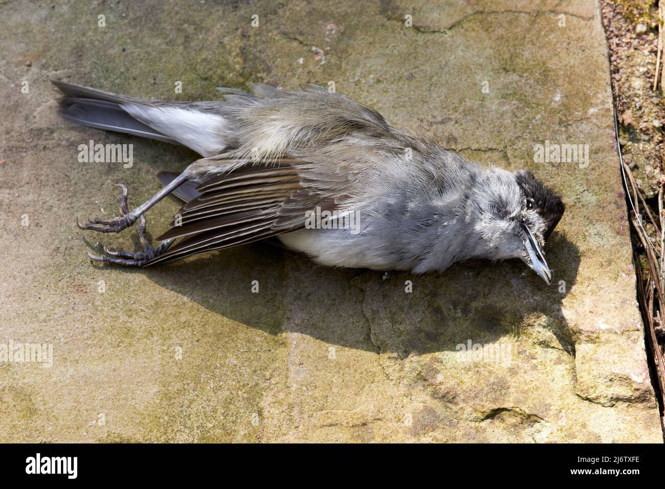 Pájaro Black Cap muerto fuera de un conservatorio habiendo volado en una gran ventana de cristal Foto de stock
