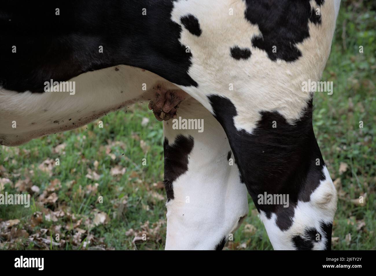 Ubres de vacas alpinas sin lácteos Foto de stock