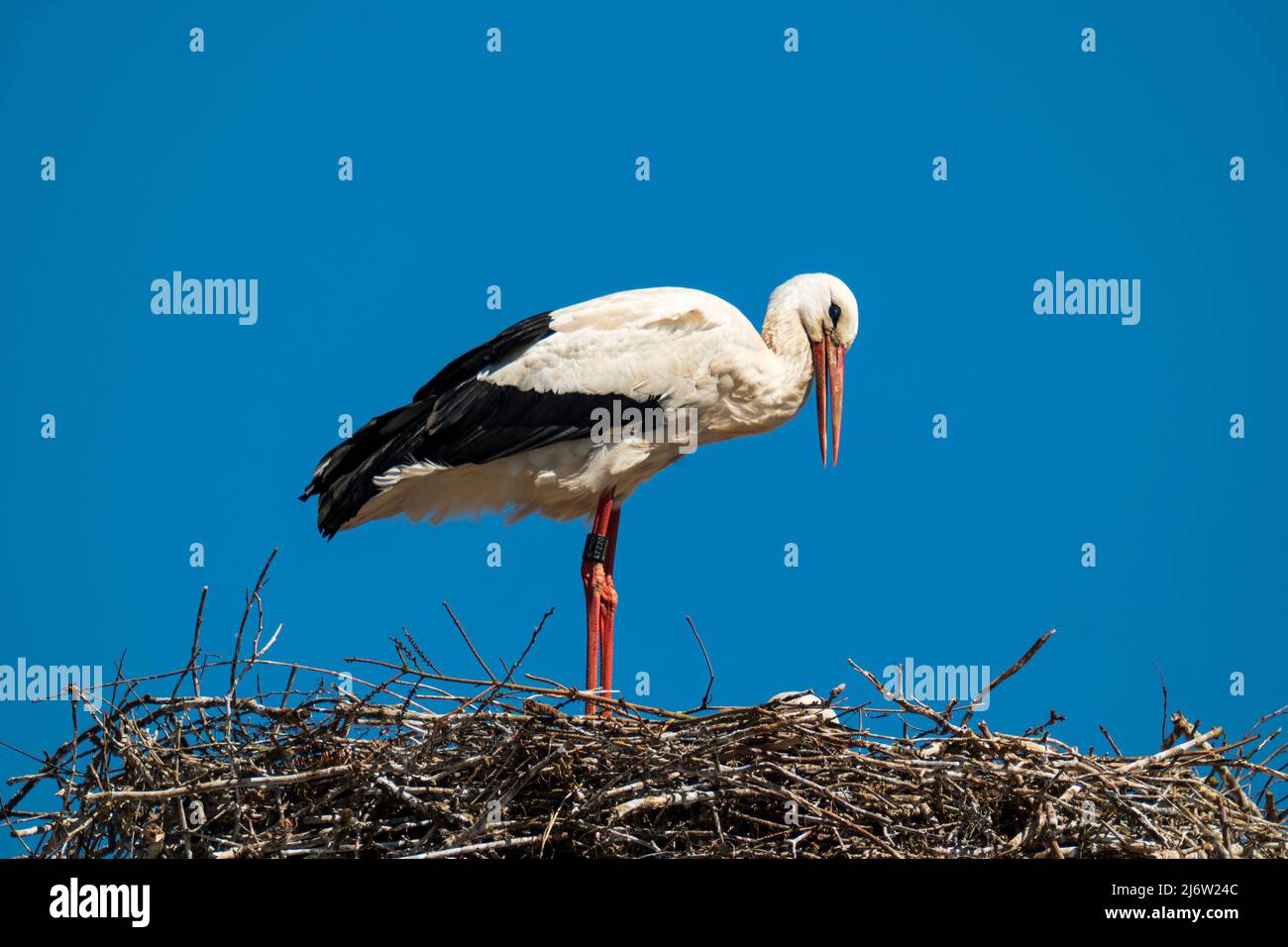 La cigüeña blanca está en el nido con su pico abierto, cielo azul sin nubes Foto de stock