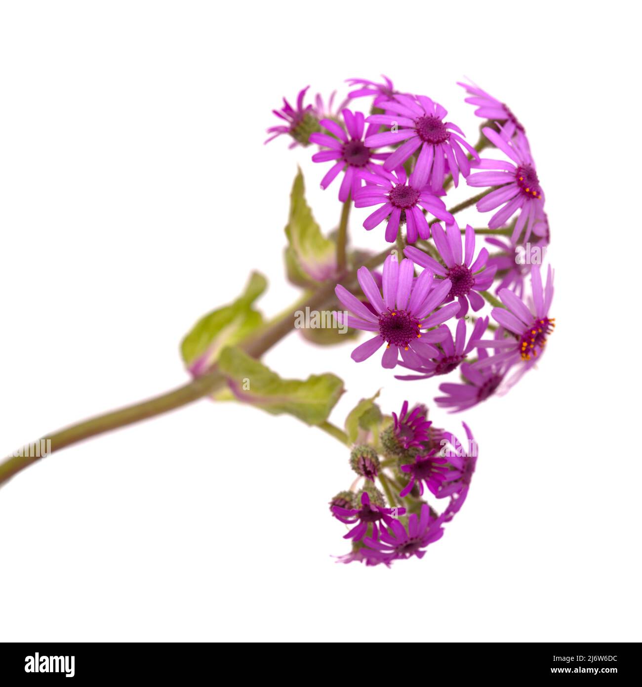 Flora de Gran Canaria - flores magenta de Pericallis webbii, endémica de la isla Foto de stock