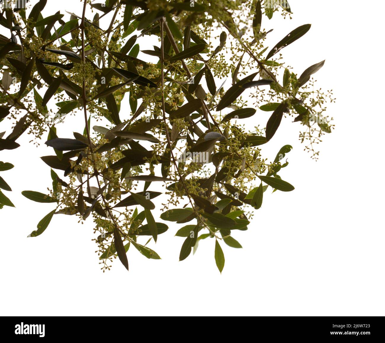 Flora de Gran Canaria - Florecimiento Olea cerasiformis, especie de olivo endémica de las Islas Canarias, fondo natural macro floral Foto de stock