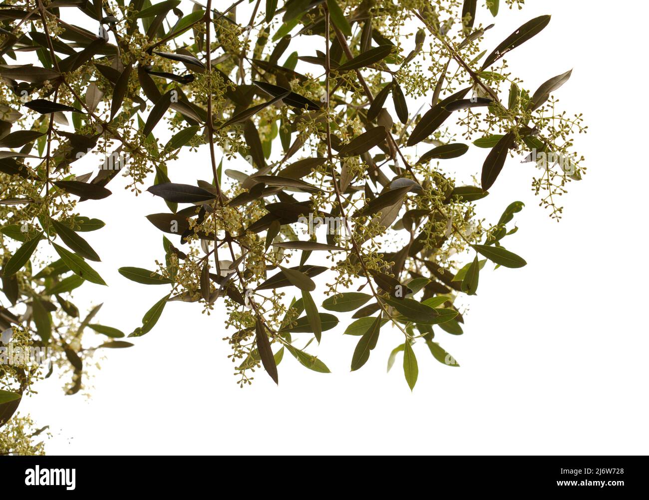 Flora de Gran Canaria - Florecimiento Olea cerasiformis, especie de olivo endémica de las Islas Canarias, fondo natural macro floral Foto de stock