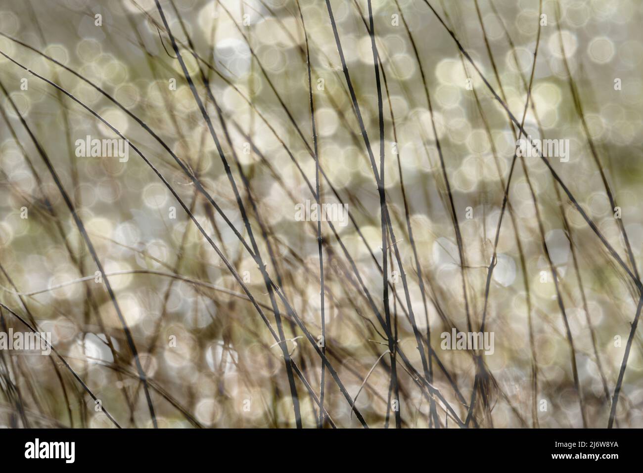 Hojas de hierba, primer plano Foto de stock