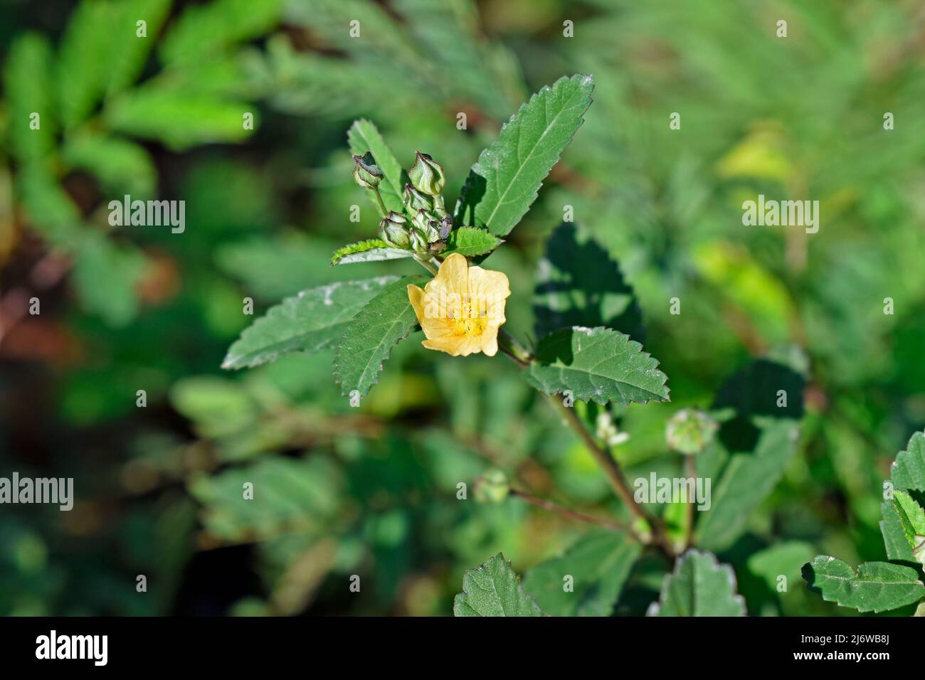Flor de la sida de hoja de arrobús (Sida rhombifolia) Foto de stock