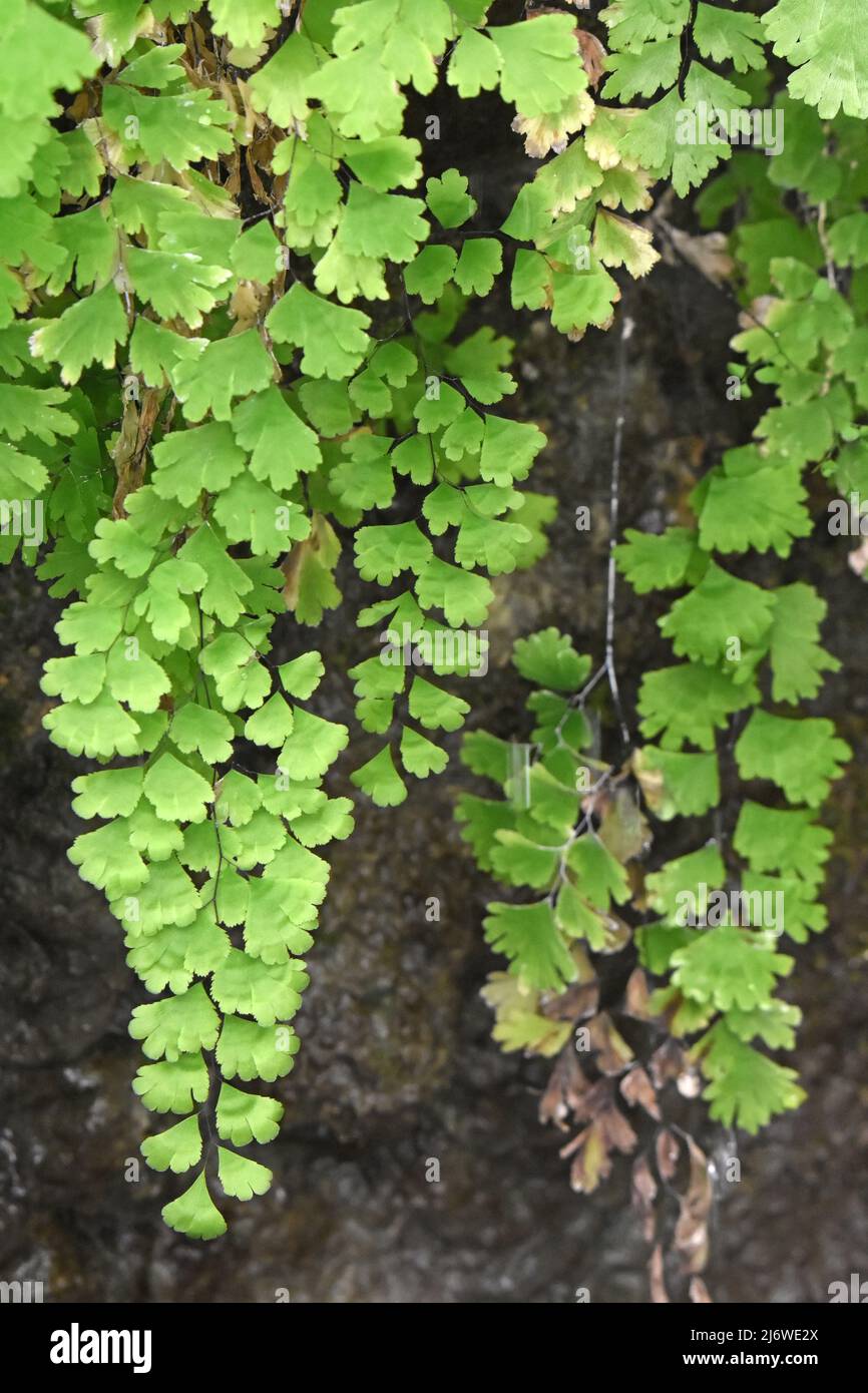 Adiantum capillus-veneris, crece verticalmente cerca de cascadas Foto de stock
